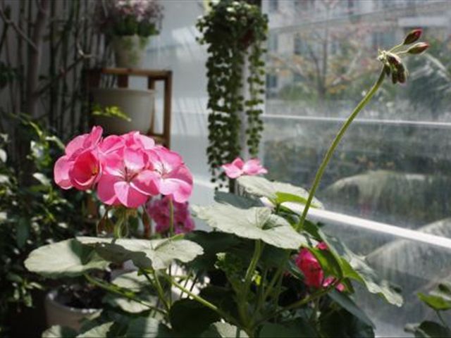 天竺葵病害一半叶枯萎,天竺葵常见的病虫害及防治方法