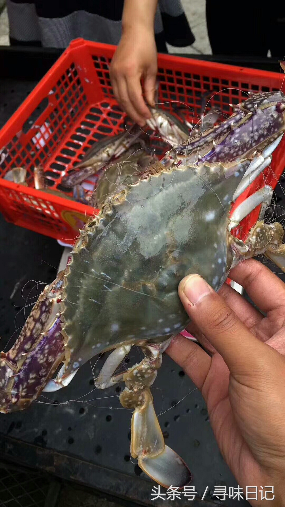 吃不完的梭子蟹怎么养起来,梭子蟹吃不习惯
