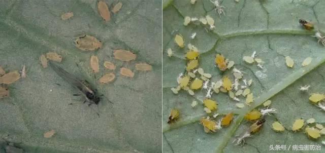 瓜类作物如何防治病虫害,瓜类病虫害的主要种类