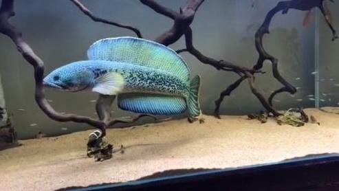 东南亚观赏鱼多少钱一条,中型热带观赏龙鱼推荐