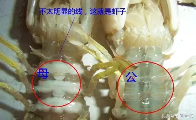 烟台市炫富,烟台人怎么炫富