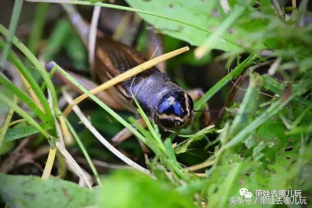 北京京城遛娃指南,北京又添一波遛娃新去处