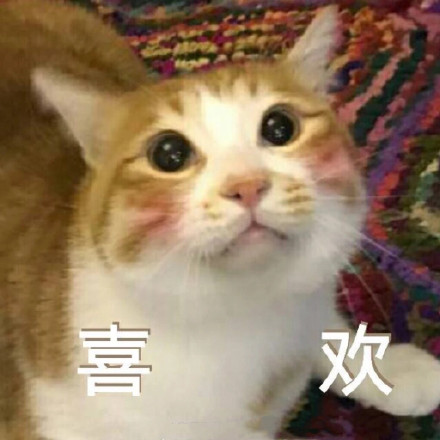 原来猫咪也会尴尬的表情包,最新猫咪表情包知识不进脑子