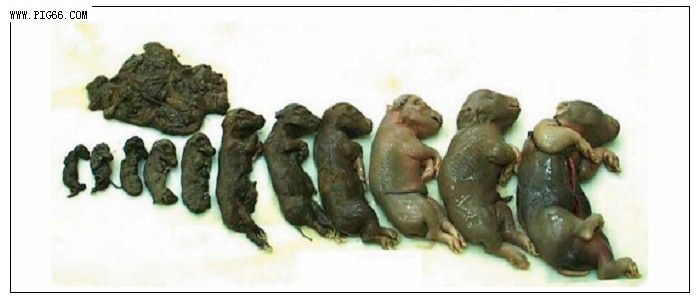 母猪产下来死胎腐烂是什么原因,母猪产下白色死胎怎么回事