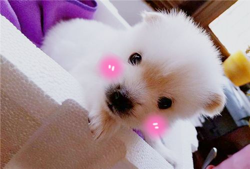 刚到家的小狗要熬过几天的危险期,刚买回来的小狗应该怎么养