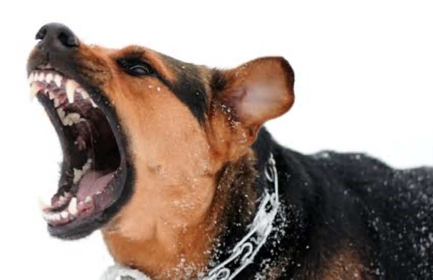 狂犬病死亡率达到100%,狗有狂犬病毒咬人后能活多久