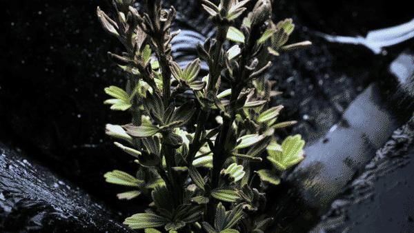 好用贵妇级面霜有哪些牌子,十大贵妇面霜排行榜干皮