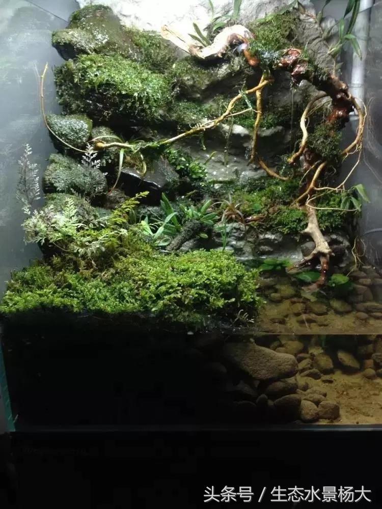 自己动手做水陆缸需要多少钱,第一次做缸视频教程