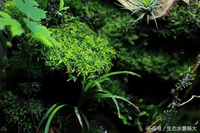 自己动手做水陆缸需要多少钱,第一次做缸视频教程