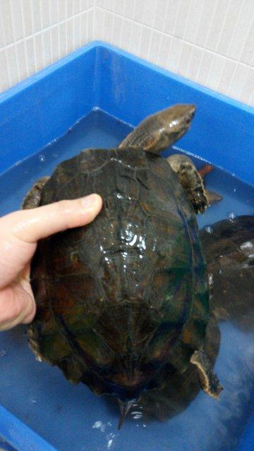 齿缘龟的正确养殖方法,齿缘龟最佳水养方法