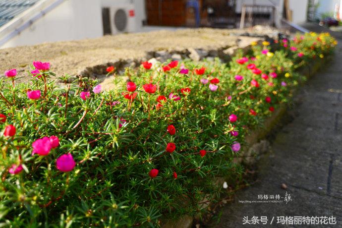 园丁修剪灌木,开满鲜花的小路教学设计一等奖