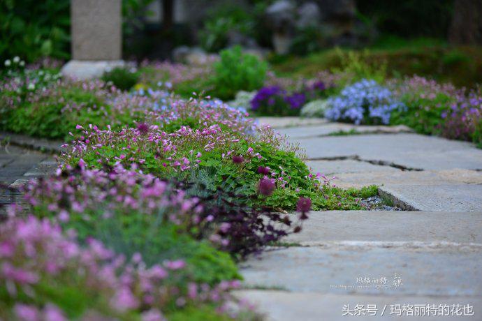 开满鲜花的小路教学设计一等奖,园丁培植万朵花