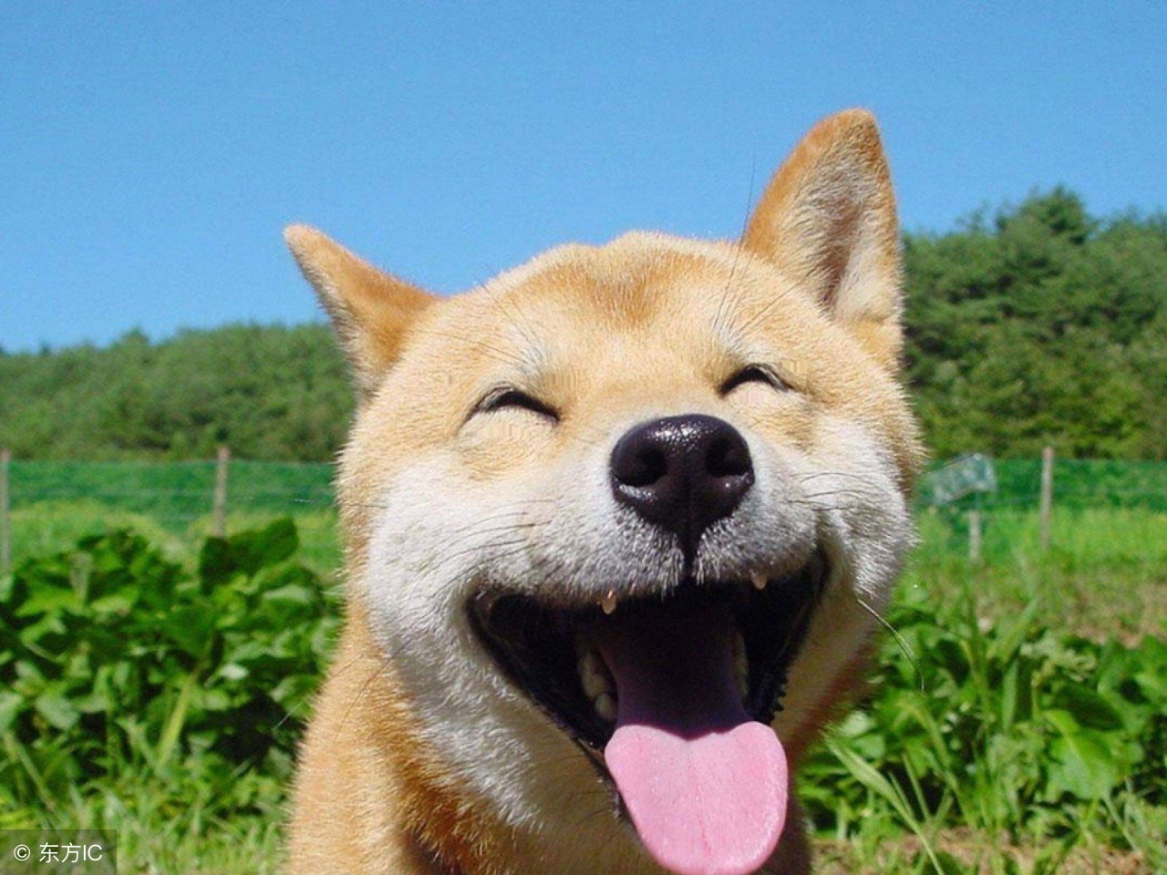 右胸被踢了一脚40天还疼,胸被踢了一脚会长结节吗