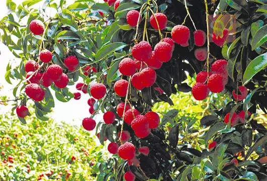 「词风雅韵」傅瑜｜如流诗韵入吟笺