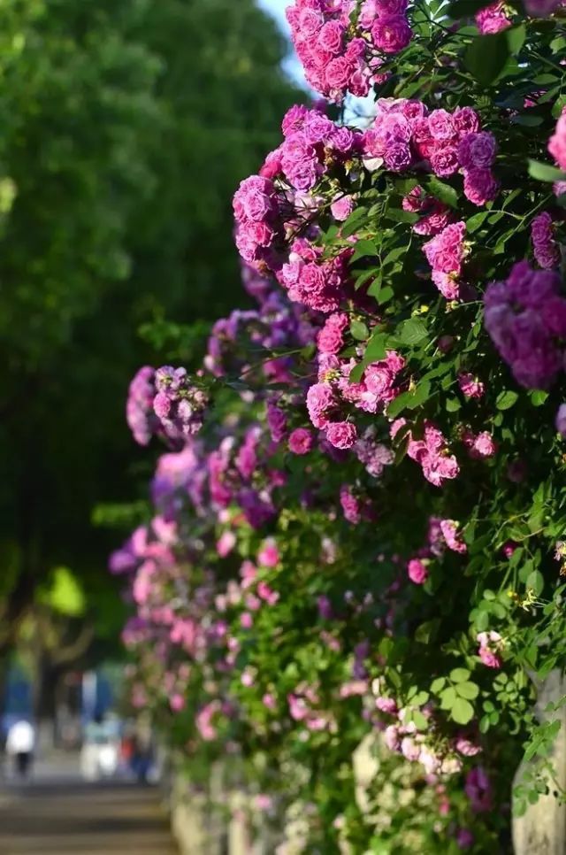 一生以花为伴,以花为伴虚度光阴