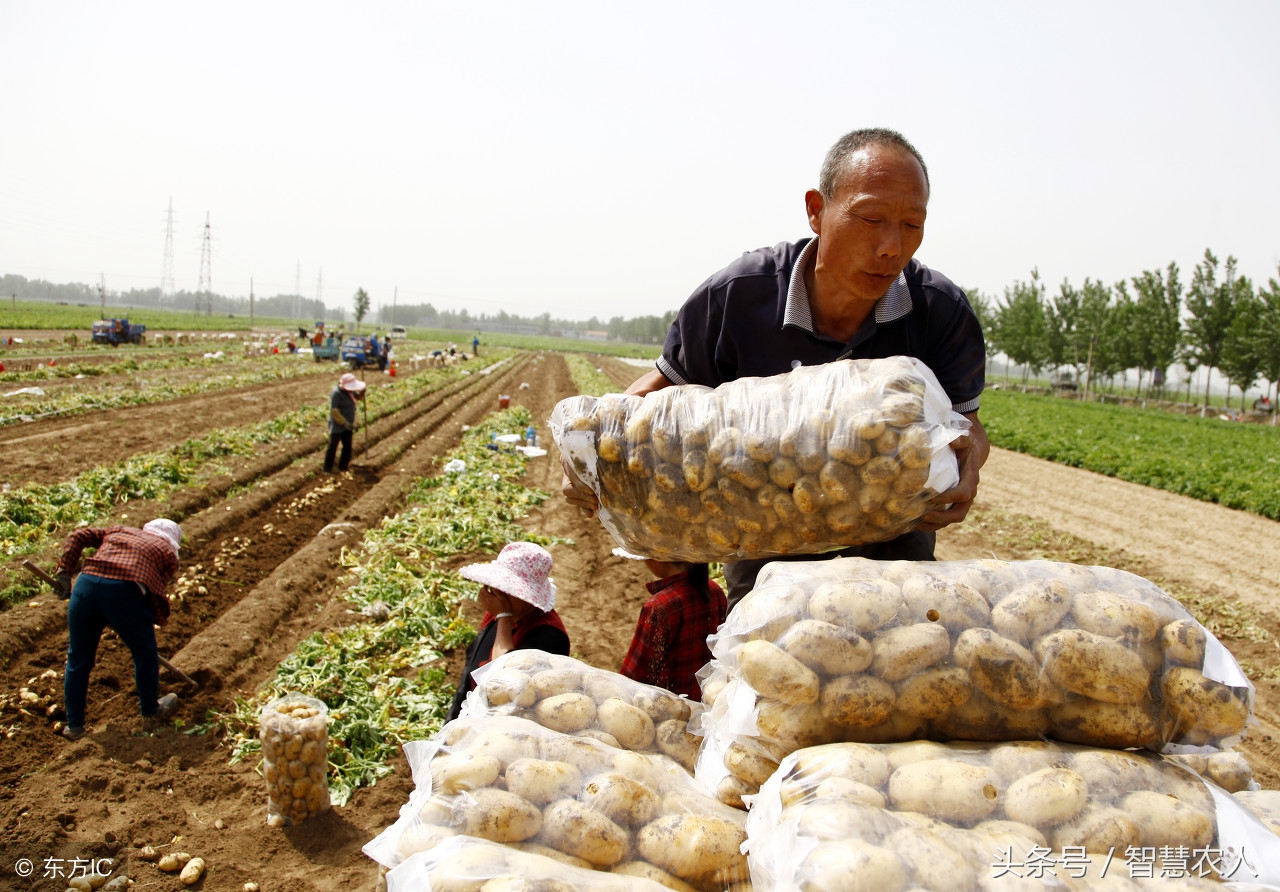 土豆容易发青怎么保存,防止土豆腐烂的最有效办法是什么