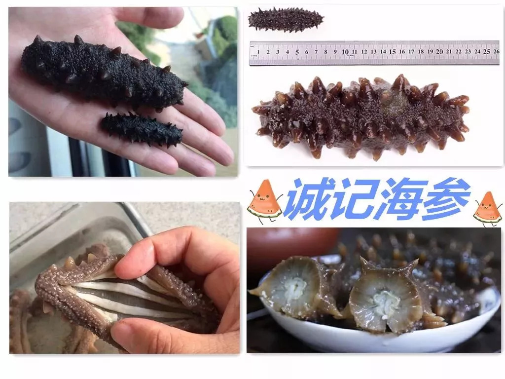 海参事件真相大揭秘,还原海参真相