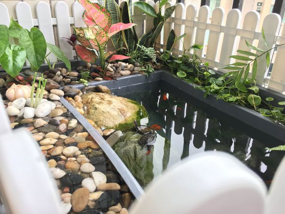 龟缸沼泽过滤系统视频,龟池沼泽过滤