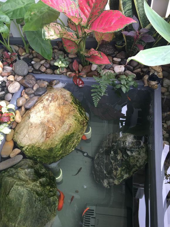 「龟龟环境篇」沼泽过滤(bogfilter):一种原生态水处理技术