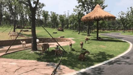 听说没！南通森林野生动物园车行区已经有一波动物抢先入住！