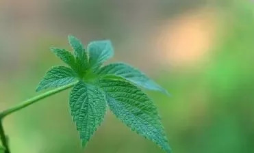 割人藤对人体有什么好处,割人藤加艾叶能治什么病