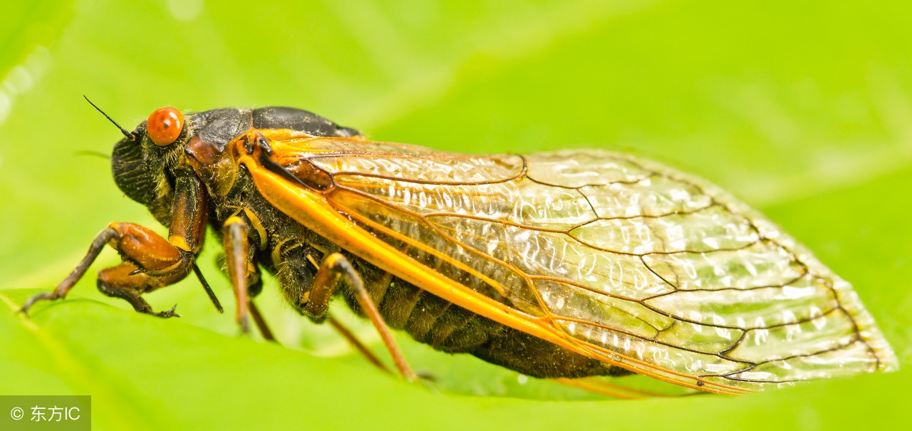 夏日蝉鸣的经典散文,蝉的唯美散文