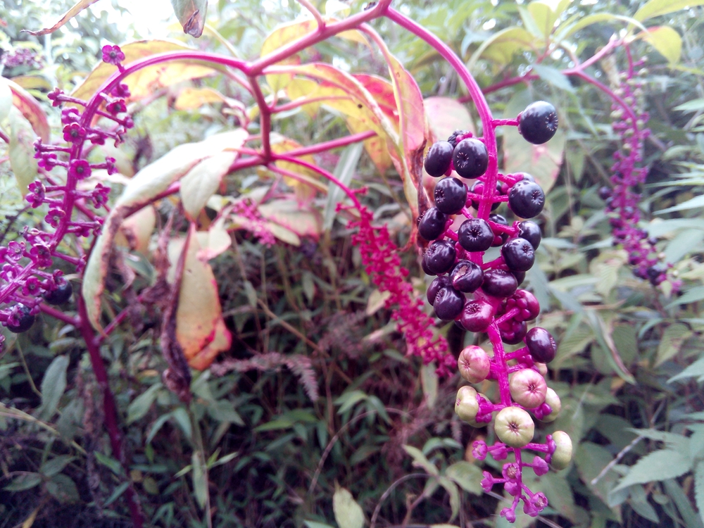 酷派酷玩7,酷派酷玩7将发布