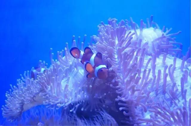 必须去沙巴的十个理由,去沙巴旅游的原因