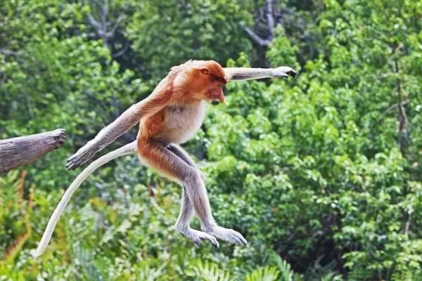 必须去沙巴的十个理由,去沙巴旅游的原因