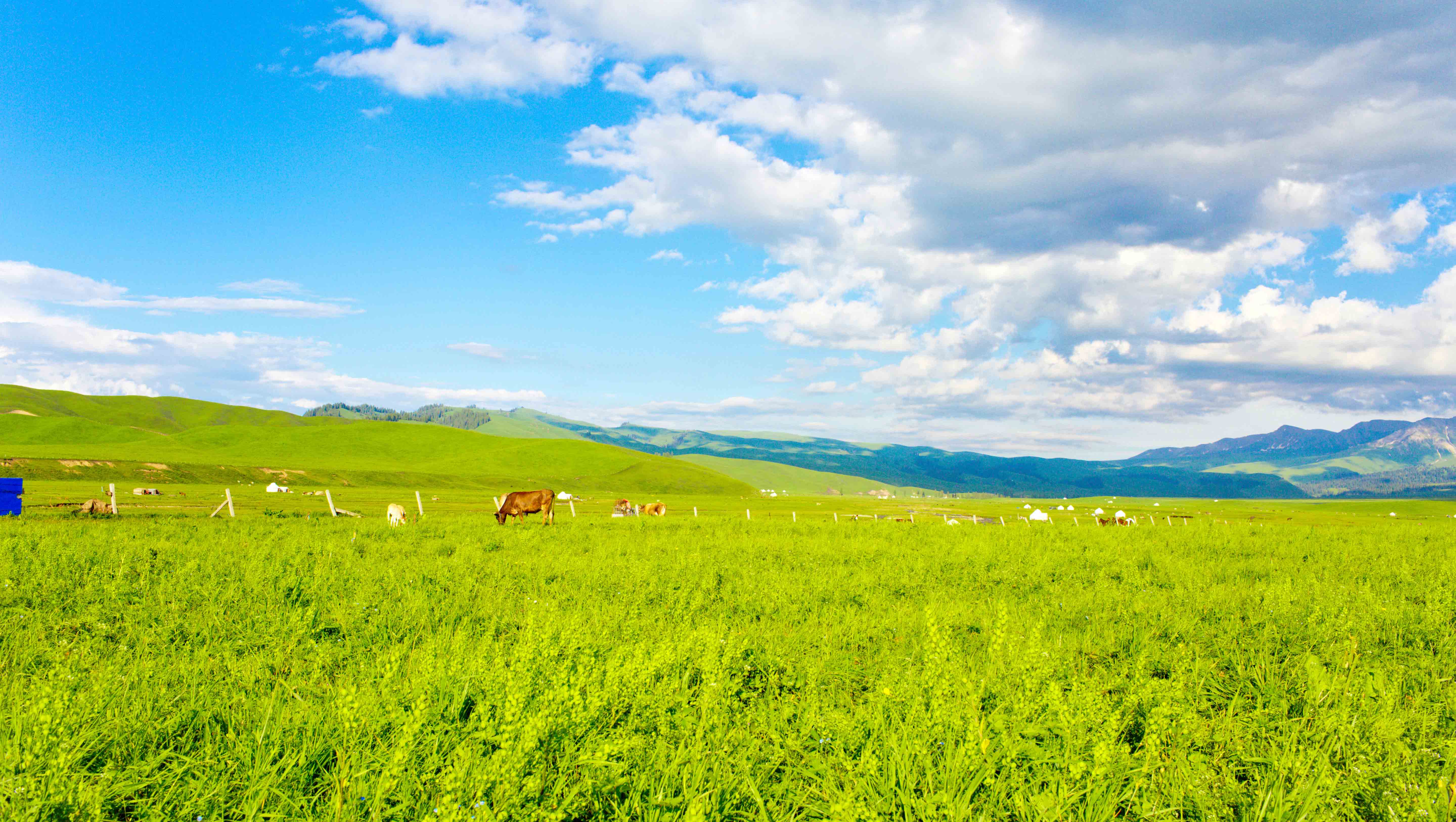 洋甘菊真皙,真皙洋甘菊护肤乳