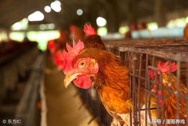 养鸡达人治鸡白痢的方法,雨后鸡病防治