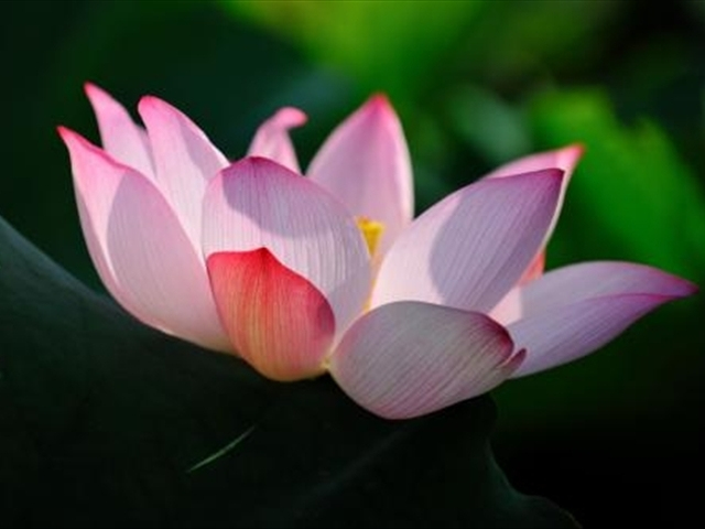 养莲花注意事项和禁忌,家里种莲花注意事项