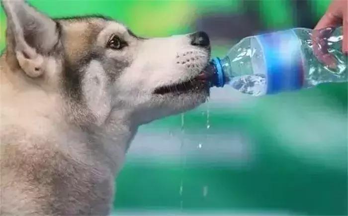 狗狗在野外中暑了怎么办,狗狗中暑在车里