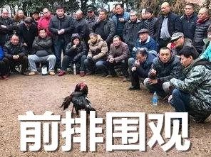 盘点网络中的搞笑段子笑死人系列,盘点那些爆笑网络的段子