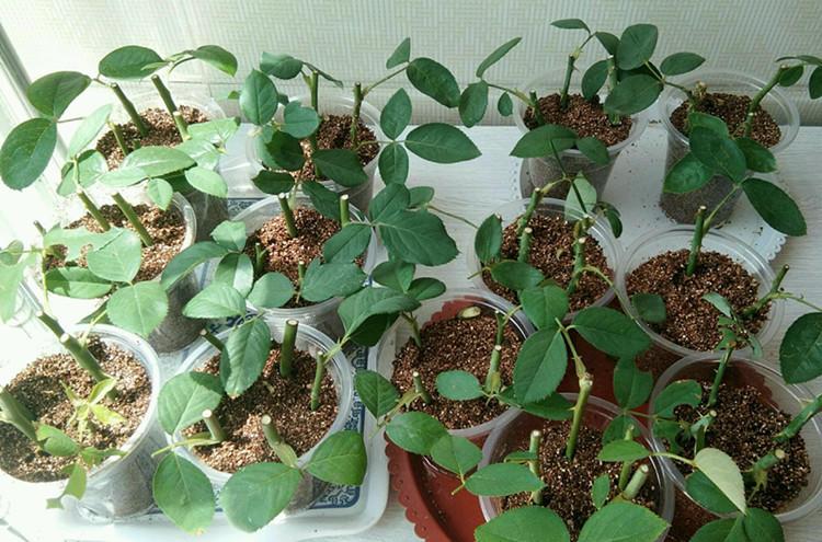 月季扦插长出愈合组织成活了吗,扦插月季有几天不黑杆就算成活