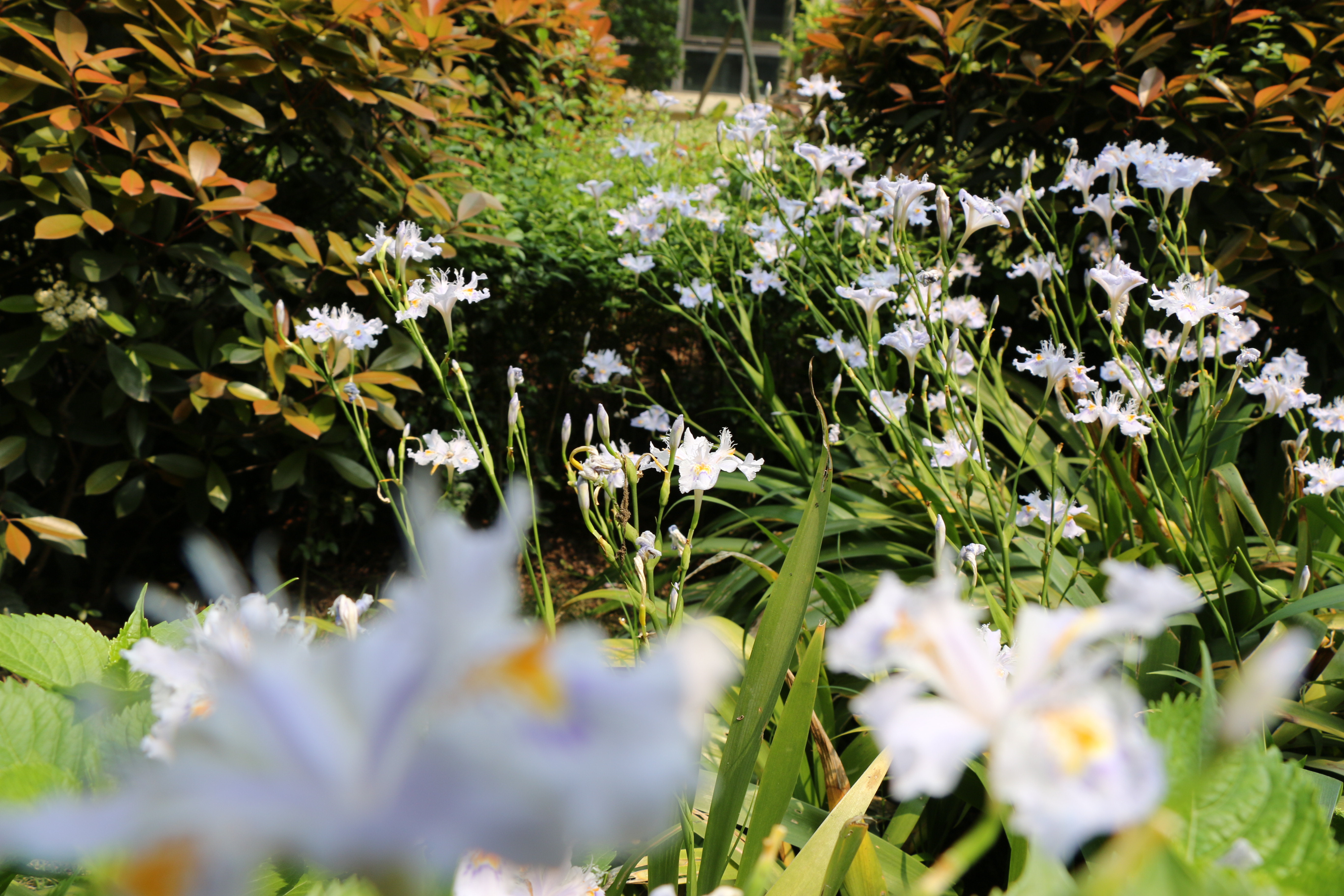 新澜康桥名邸,新澜康桥名邸价格