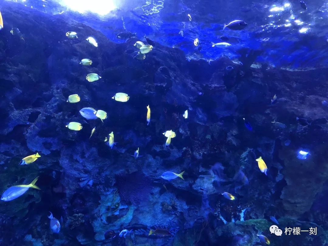 珠海长隆海洋王国订票住宿攻略,深圳到珠海长隆海洋王国攻略