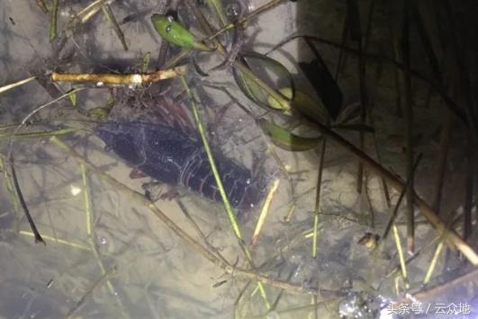 稻虾养殖技术及注意事项,稻虾养殖需要注意什么