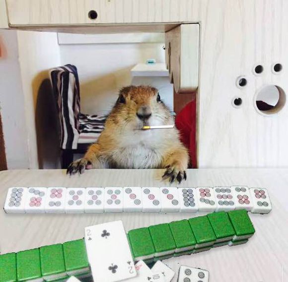 「最新」一只黑尾土拨鼠宠物价格多少钱？