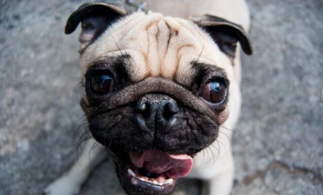 如何饲养巴哥犬5大禁忌绝不能犯,巴哥犬为什么禁养