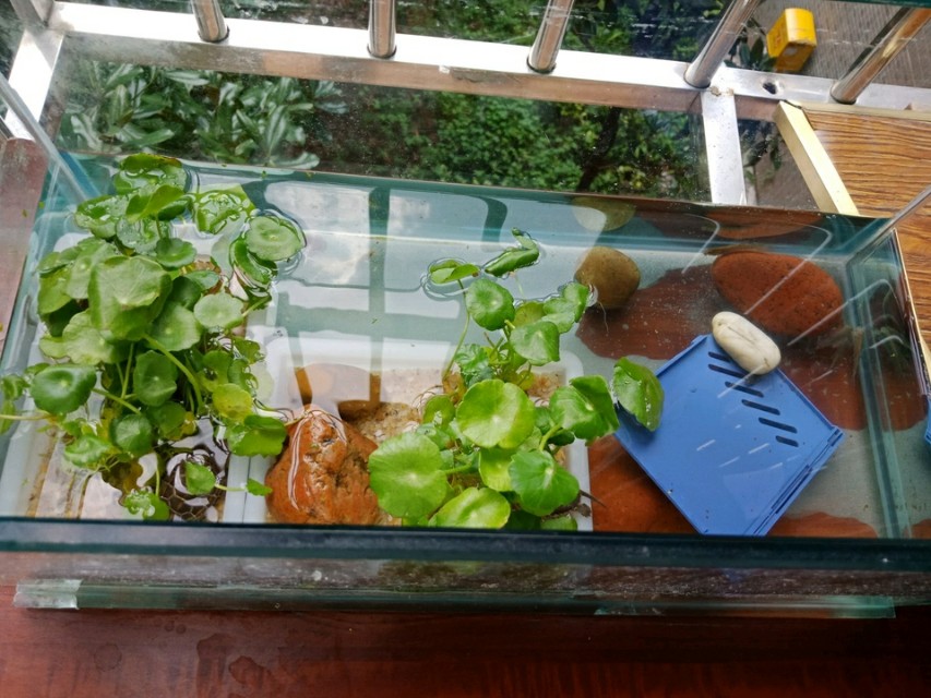 草龟苗怎么养金线会更亮,火焰龟苗和草龟苗在一起养