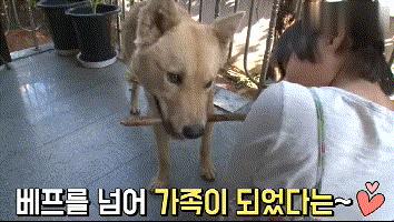 流浪狗收养后如何训练,收养流浪狗怎么训练