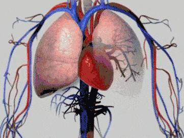 每天做100下，藏医泰斗85岁仍血管干干净净，走路健步如飞