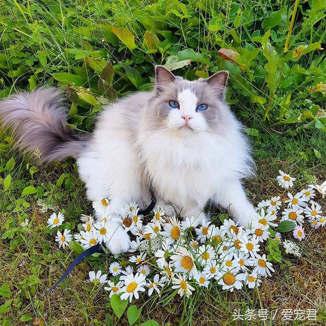 猫咪独自在家怎么避免孤独,猫咪经常在家会无聊吗