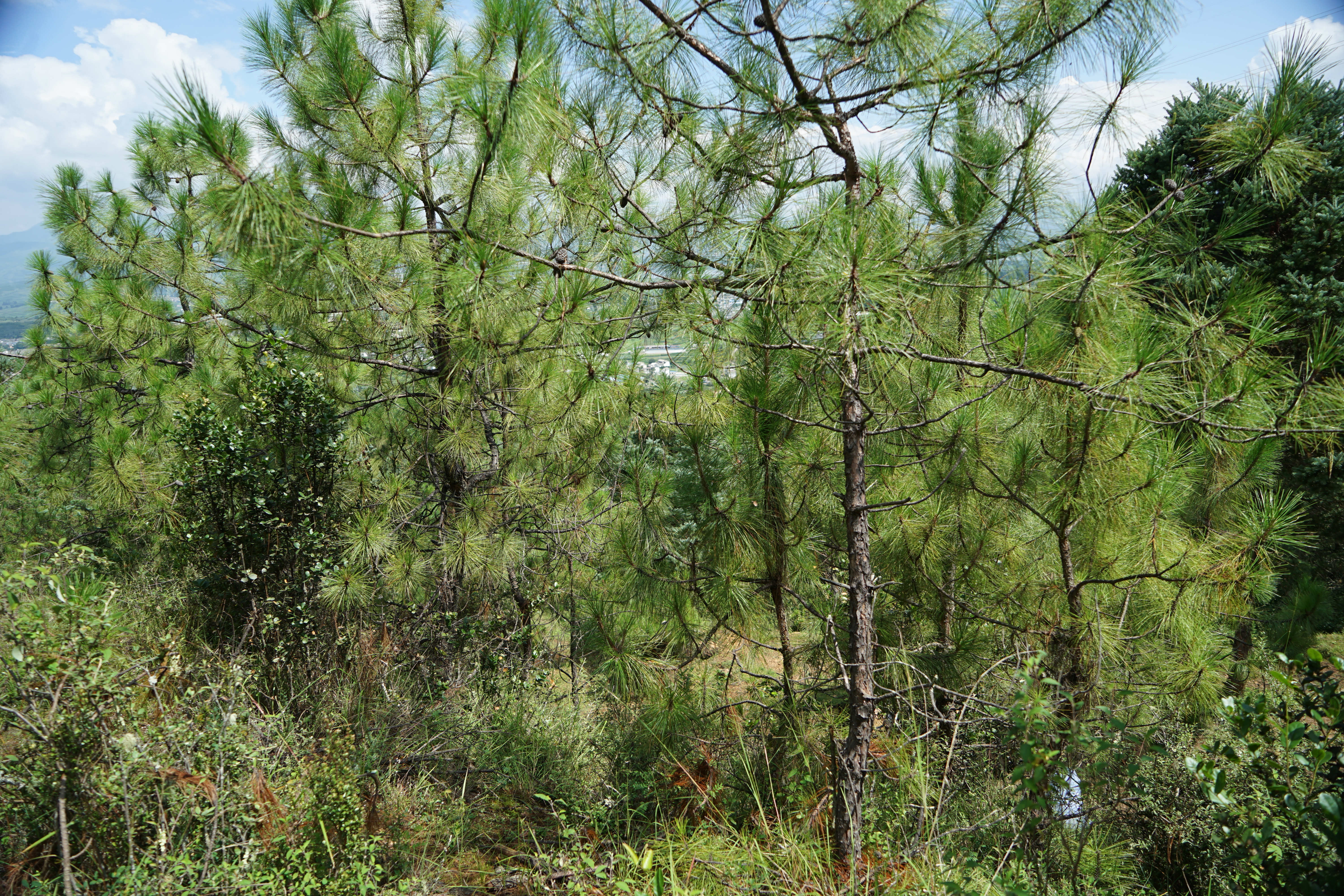 黑陶的前世今生：5000年古文明技艺把泥土炼成“黑金”