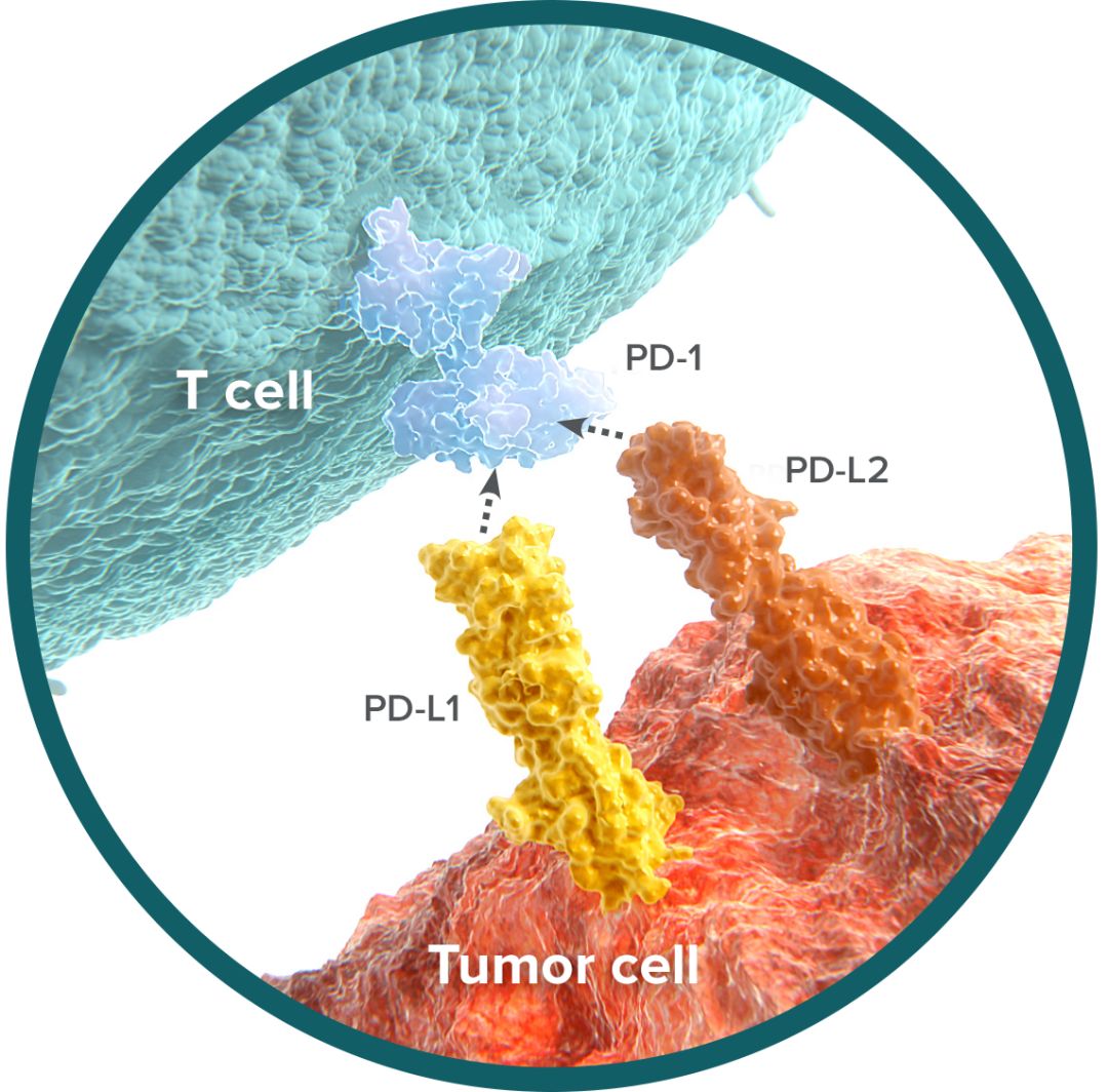 国产抗癌药pd1最新消息,重磅抗癌新药pd-1