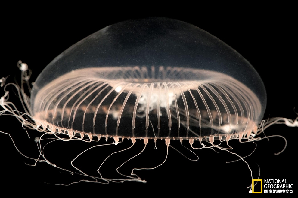 没有大脑的水母,没有脑袋的水母