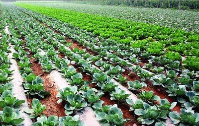 水果树羊粪和鸡粪哪个施肥效果好,鸡粪和羊粪种粮食哪个做肥料更好