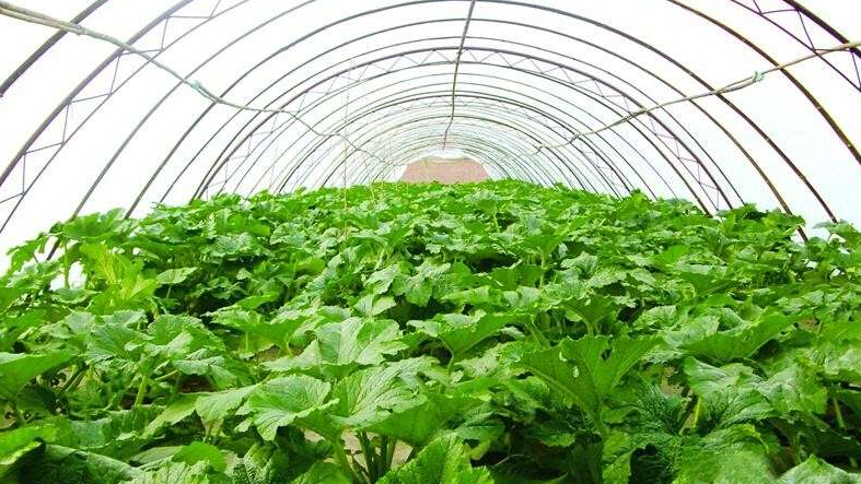 水果树羊粪和鸡粪哪个施肥效果好,羊粪和鸡粪养花哪个施肥效果好