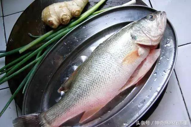 哪种鱼宝宝吃dha高,什么鱼淡水dha含量高适合宝宝吃